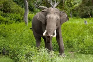 Umaria wild elephant terror