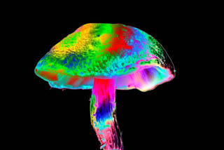 Psychedelic Mushrooms