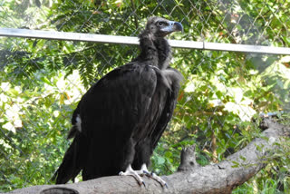 'Ockhi', a cinereous vulture, was airlifted for rewilding and reuniting with its flock to a biological park in Rajasthan's Jodhpur on Thursday. Rescued during the Ockhi cyclone in December 2017, Tamil Nadu forest officials rehabilitated the bird in ​​Kanyakumari until its airlift.