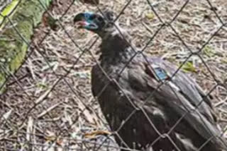 Airlift of Cinereous vulture