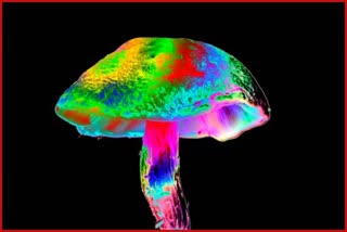 magic mushroom