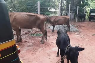 a-case-of-illegal-cow-slaughter-in-mangalore-confiscation-of-property