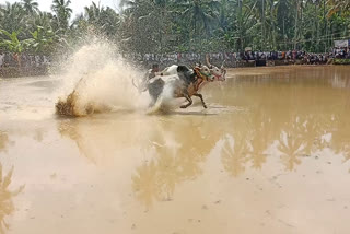 പെരുമണ്ണയിലെ കാളപൂട്ട് മത്സരം  കാളപൂട്ട് മത്സരം  മുല്ലവണ്ണ കാളപൂട്ട് കണ്ടം  കോഴിക്കോട് കാളപൂട്ട് മത്സരം  Kaalapoottu kozhikodu  Kozhikode Perumanna Kalapoottu  Perumanna Kalapoottu competition  ജനകീയ കാളപൂട്ട് കമ്മിറ്റി