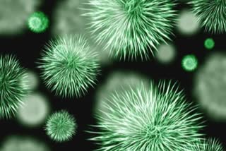 Gut bacterial diversity affected by corona