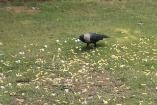 पक्षियों को पौष्टिक भोजन खिलाना है आशु चौहान का शगल