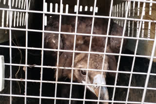 Cinereous Vulture kept in Machia Biological Park