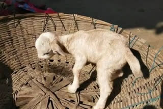 Bihar Villagers claim pup born to dog resembles goat veteranarian says impossible
