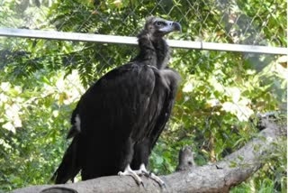 Vulture  migrating  Kanyakumari  Jodhpur  Aeroplane  Cinereous vulture  Jodhpur bio park  ഓഖി  ദേശാടനത്തിനിടെ കൂട്ടം തെറ്റി  കഴുകനെ വിമാനത്തില്‍  സിനറിയസ്  മച്ചിയ  ജോധ്‌പുര്‍  രാജസ്ഥാന്‍  കഴുകനെ  പക്ഷി