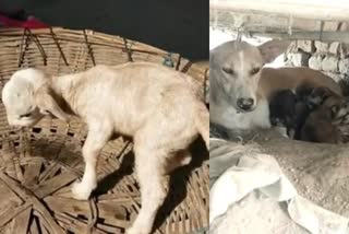 pup born to dog resembles goat