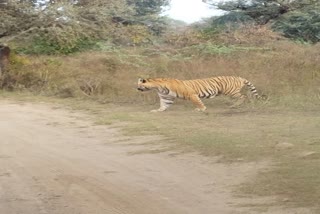 Tourists spotted tiger prince in Alwar Sariska