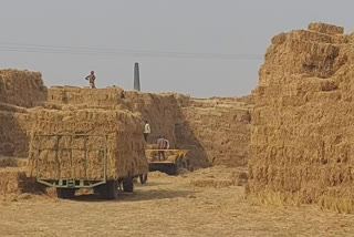 STRAW GENERATES ELECTRICITY IN BIR VILLAGE OF JALANDHAR