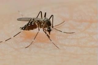 Dengue symptoms: پلیٹلیٹس کا کم ہونا صرف ڈینگو ہی نہیں، کوئی اور بھی بیماری ہوسکتی ہے