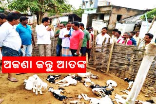 several goats died an unknown animal attack in kashinagar gajapati