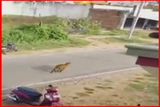 Leopard Enters Residential Area