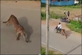 Leopard enters residential area