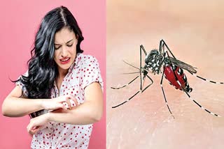 Dengue cases rising . Dengue symptoms prevention . mosquito preventing tree plant .