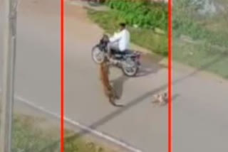 Viral video of leopard attacking people in Mysore