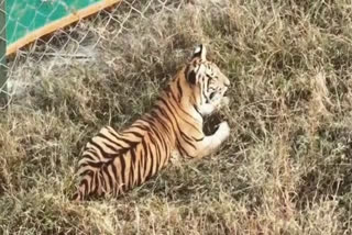 narmadapuram female tiger cub video viral
