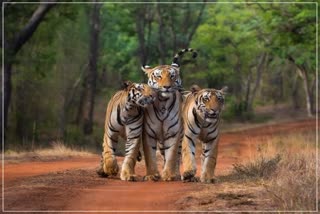 Survival Ratio in Ranthambore