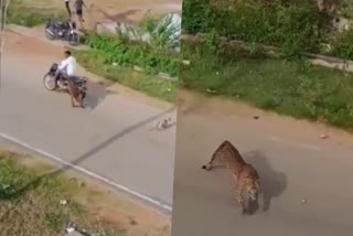 leopard attack  leopard  karnataka k r nagar  leopard attack in karnataka k r nagar  Mysore leopard attack  latest news karnataka  latest news today  കർണാടകയിലെ കെആർ നഗറിൽ  പരിഭ്രാന്തി പരത്തി പുള്ളിപ്പുലി  ആക്രമണത്തിന്‍റെ ദൃശ്യങ്ങള്‍ പുറത്ത്  പുള്ളിപ്പുലിയുടെ ആക്രമണം  പുള്ളിപ്പുലി  വനവകുപ്പ് ജീവനക്കാർ  ഏറ്റവും പുതിയ വാര്‍ത്ത  ഇന്നത്തെ പ്രധാന വാര്‍ത്ത