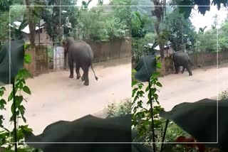 Wild Elephant create tense situation at Sonapur