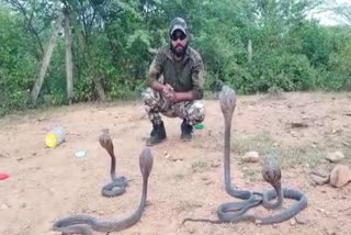 snake catcher released 11 cobra in forest