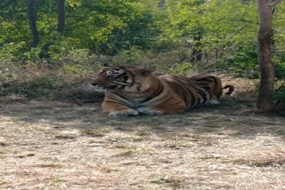 Ustad in Sajjangarh Biological Park