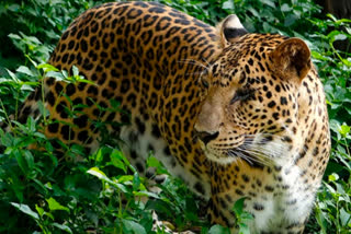 Leopard In Nashik