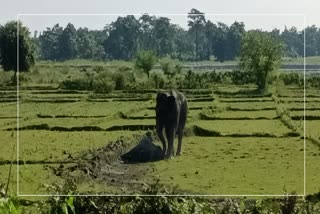 Baby Elephant death at Udalguri