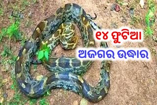 ବାଙ୍କୀ ଗୟଲବାଙ୍କରୁ ବିରାଟକାୟ ଅଜଗର ଉଦ୍ଧାର