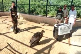 Vulture  Vulture shifted through Aeroplane  jodhpur  Machia Biological Park  Ockhi  യാത്ര കഴിഞ്ഞെത്തിയ  ഓഖി  വിമാനമാര്‍ഗമെത്തിച്ച സിനറിയസ് കഴുകന്‍  ദേശാടനത്തിനിടെ കൂട്ടം തെറ്റി  കഴുകന്‍  മച്ചിയ  ജോധ്‌പുര്‍  രാജസ്ഥാന്‍