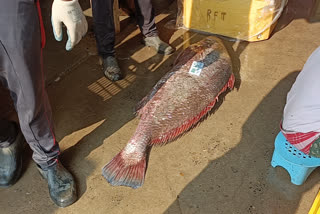 One Telia Bhola Fish of worth lakh of rupees netted in Digha