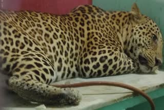 Panther Attacks 2 In Kota