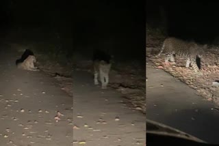 Leopard in Kanpur