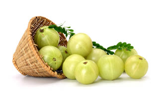 Eating fresh 'Amla' every day for health and glow