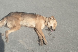 stray dog  stray dog in pathanamthitta  stray dog attacked four people  dog attacked four people in pathanamthitta  dog attacked four people in pathanamthitta died  latest news in pathanamthitta  latest news today  തെരുവുനായ ആക്രമണം  നാല് പേരെ കടിച്ച നായ വാഹനം ഇടിച്ചു ചത്തു  പേ വിഷബാധ  പത്തനംതിട്ട ഏറ്റവും പുതിയ വാര്‍ത്ത  ഇന്നത്തെ പ്രധാന വാര്‍ത്ത  തെരുവു നായ