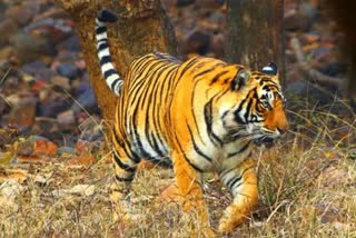 dead tiger found in umaria