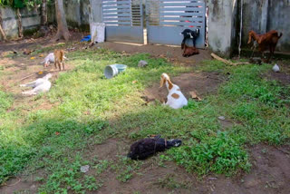 stray dogs  stray dogs attack  stray dogs attack goats at thrissur  ആടുകള്‍ക്ക് നേരെ തെരുവ്‌നായകൂട്ടത്തിന്‍റെ ആക്രമണം  തൃശൂര്‍  കല്ലൂപറമ്പില്‍