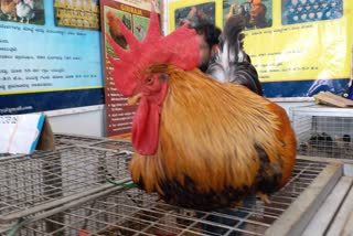 Giriraja hen of Hebbal Veterinary Department