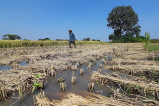 crops-damaged-as-all-of-a-sudden-dvc-releases-water-in-bankura