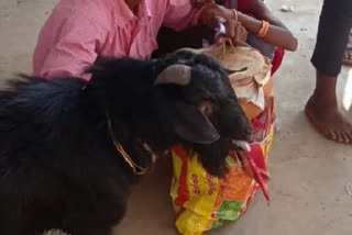 No more Goat sacrifice in Bolla Raksha Kali Puja