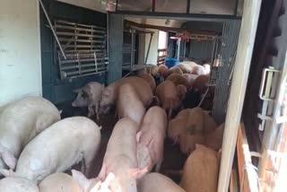 Smuggled Pig Seized in Tinsukia