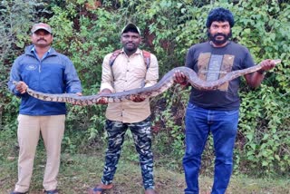 ಶಿವಮೊಗ್ಗದ ಮೆಕ್ಕೆಜೋಳ ಹೊಲದಲ್ಲಿ ಹೆಬ್ಬಾವು ರಕ್ಷಣೆ