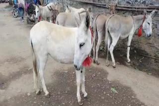 Donkey Theft Case