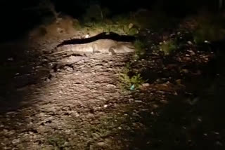 shivpuri 10 feet long crocodile found