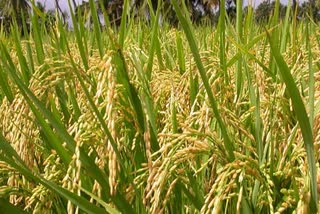 save paddy crop in chhattisgarh