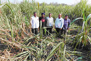 Elephants Damaged Sugarcane crop in Doiwala