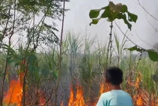 बिहार के बेतिया में 20 एकड़ गन्ने की फसल में लगी आग.
