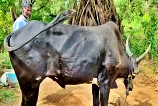 ಚರ್ಮಗಂಟು ರೋಗ