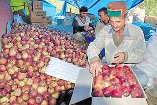 himachal pradesh election